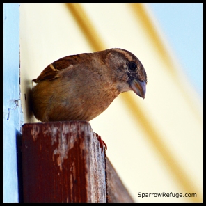 sparrow copy